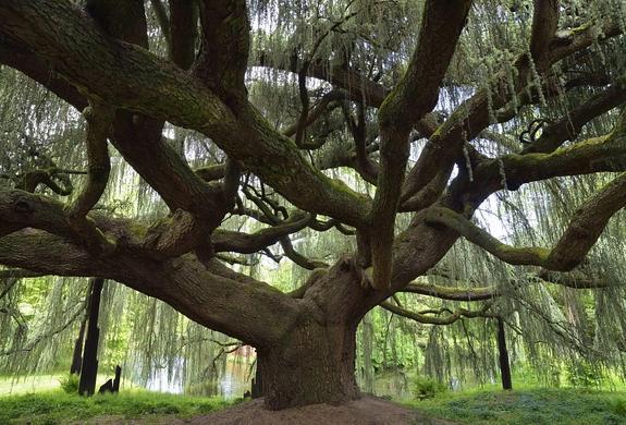 La Eurovisión de los bosques