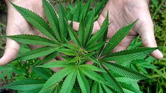 Si alquilas un piso y cultivan marihuana, tú pagas la luz