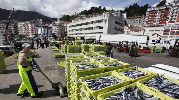 La flota de bajura ha capturado 8.000 toneladas de anchoa desde que arrancó la costera