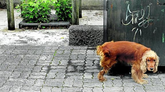 Cada barrio tendrá una zona para que los perros vayan sueltos