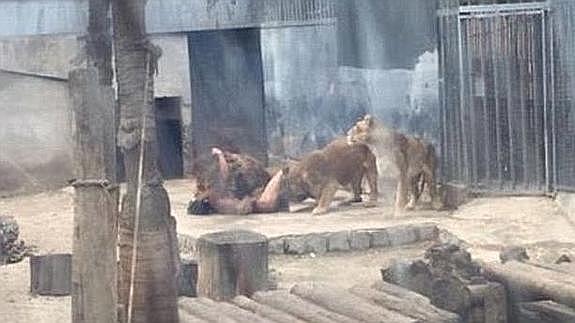 Matan a dos leones para salvar a un joven que entró en su jaula para suicidarse