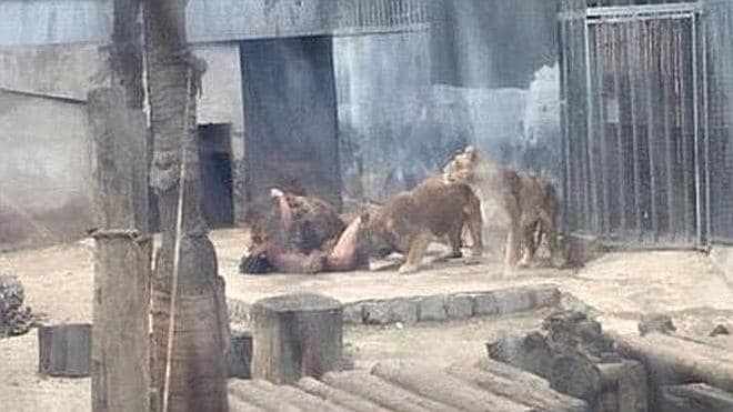 Matan a dos leones para salvar a un joven que entró en su jaula para  suicidarse | El Correo