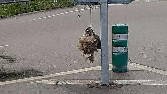 Colocan la cabeza de un lobo decapitado en una señal de tráfico en Asturias