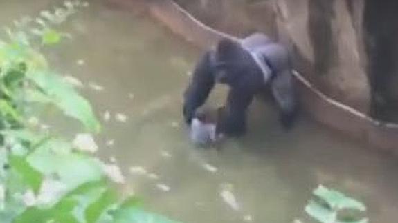 El angustioso momento en el que un gorila atrapa a un bebé en un zoo de Cincinnati