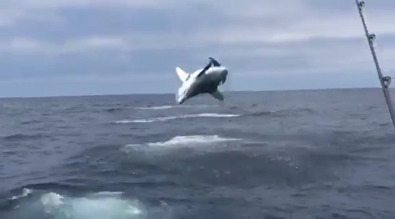 El tiburón que se creía delfín