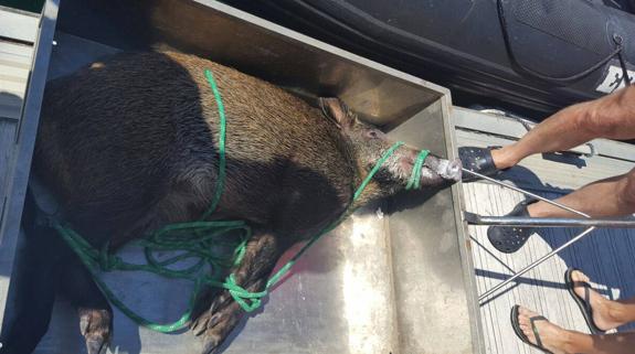 La Ertzaintza salva a un jabalí de morir ahogado en la costa de Gipuzkoa