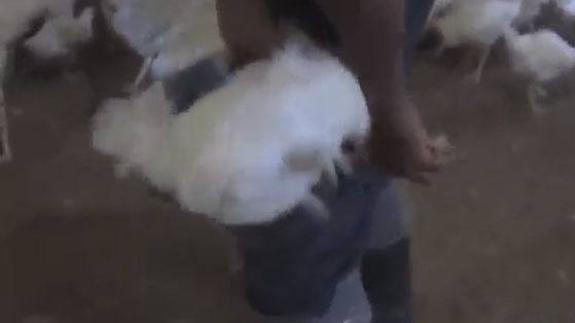 Activistas denuncian en un vídeo la brutalidad de los trabajadores de una granja avícola