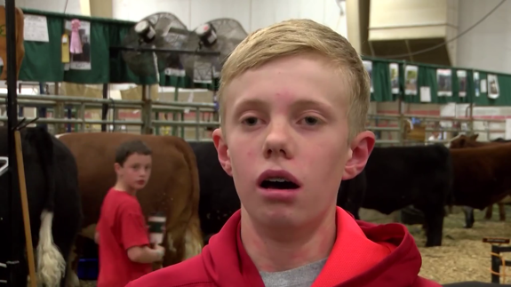 'Fue por lana y salió trasquilado', un niño queda atrapado entre dos reses tras pegarlas