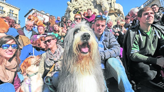 Propietarios de perros piden al Ayuntamiento más «acción» contra los envenenamientos