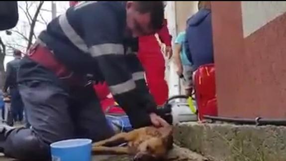 El heroico boca a boca de un bombero que salvó la vida a un perro en Rumanía