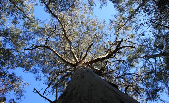 Por el Nalón hasta el Eucaliptón