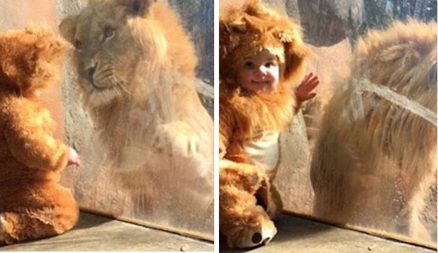Así reacciona un león cuando ve a un niño disfrazado de cachorro