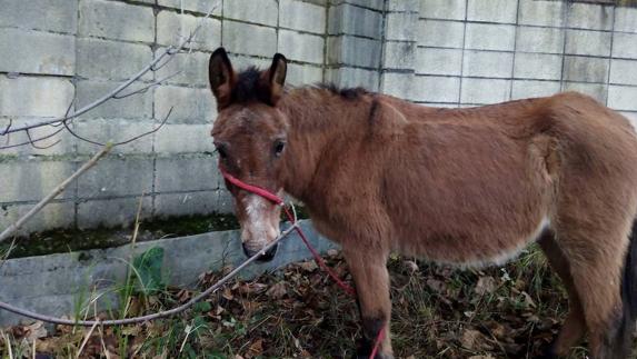 Basauri Bai reclama conocer el estado de salud del burro de Olentzero «maltratado»