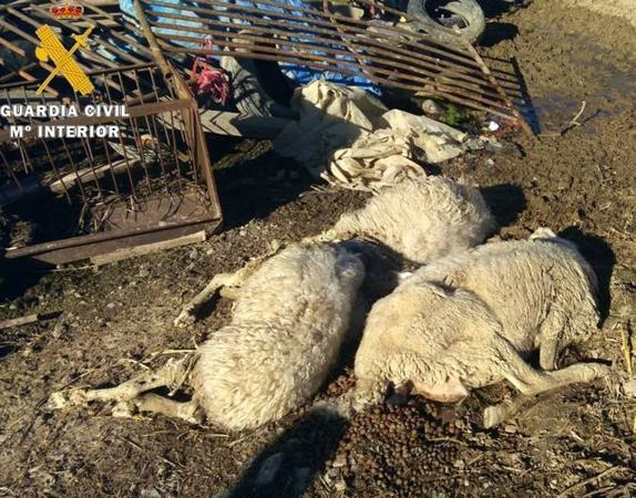 Localizan en Treviño 23 animales muertos por abandono en una explotación agrícola