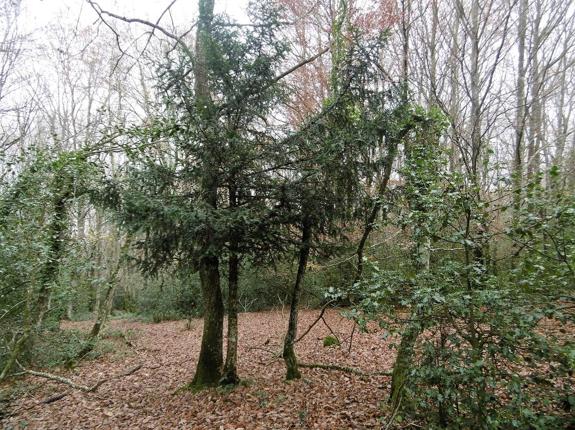 Los osos del bosque de Hijedo