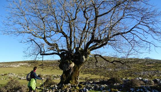 Basajaun en sus dominios de Zeanuri