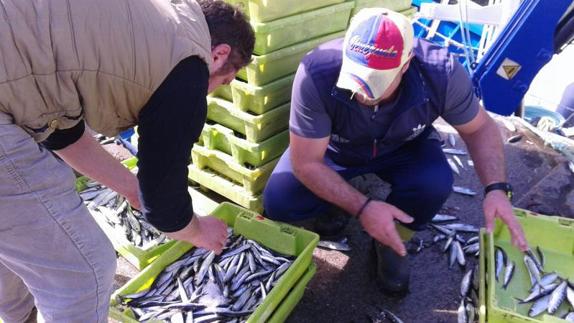 La campaña de la anchoa comienza con una temporada prometedora