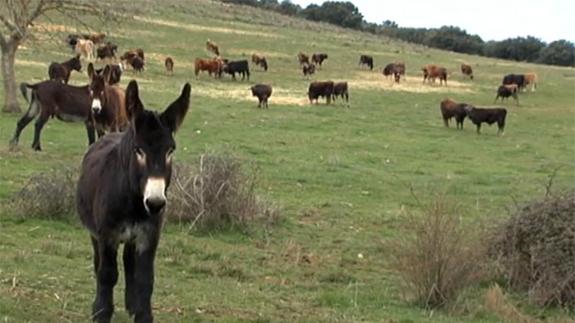 Burros contra lobos, una solución ecológica