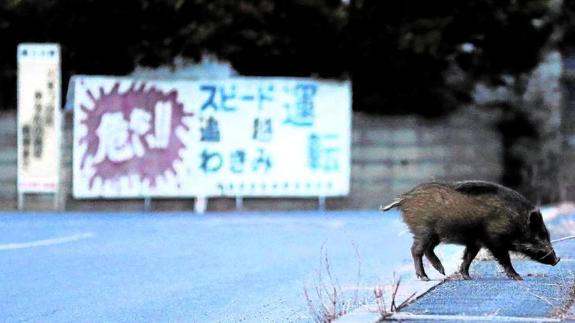 El jabalí radiactivo reina en Fukushima