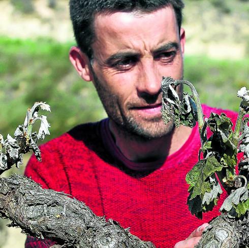 Una fuerte helada con caídas hasta 4 bajo cero «arrasa» viñedos en Rioja Alavesa