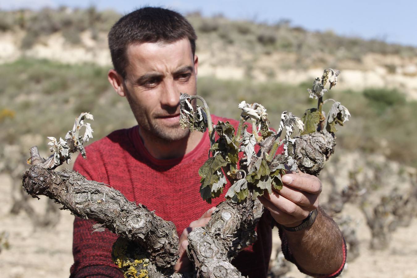 La helada afectó «al 90%» de las cepas en algunas localidades de Rioja Alavesa