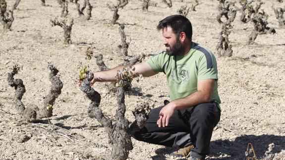 El área de viñedo alavés más afectada por la helada se sitúa en la zona más occidental