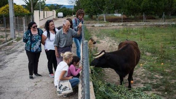 Intento desesperado en Cataluña para salvar a la vaca 'Margarita'