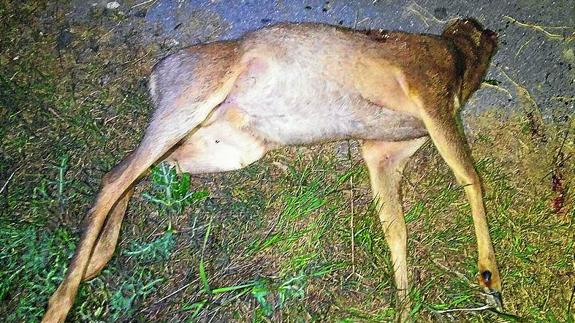 Denuncian por furtivismo a dos guardas privados de cotos que mataron un corzo ilegalmente