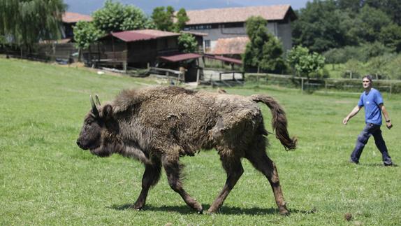 ‘Bimba’ encuentra refugio en Urdaibai
