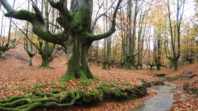Agentes turísticos recorren el Parque Natural del Gorbea para conocer su riqueza