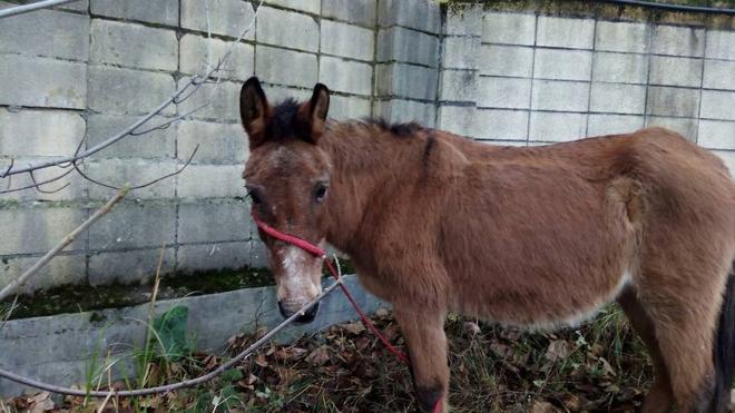 Basauri multará al propietario del burro «abandonado» tras el desfile de Olentzero